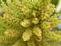 Pangue - Gunnera tinctoria (fam. Haloragacees)(Chili)(05) (Photo F. Mrugala)